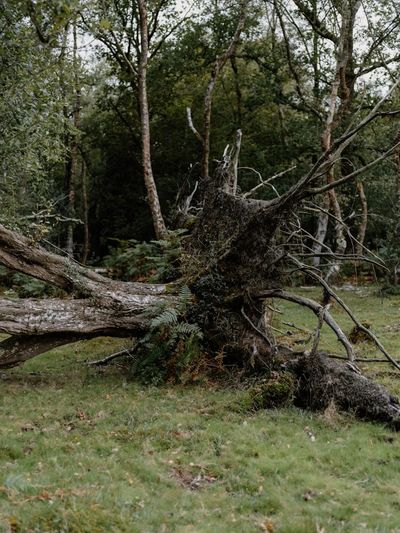 Signes qu'un arbre est dangereux