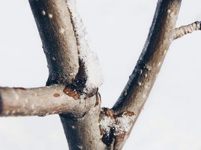 Élagage saisonnier d'un arbre au Québec